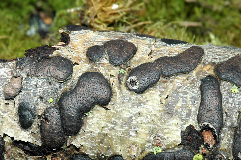 Isola di .... Mini-Quiz